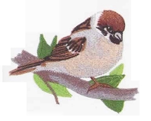 Macchina ricamo disegni usb - macchina,